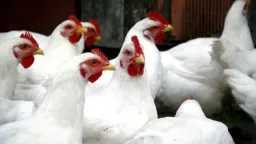 أول انخفاض في سعر الفراخ...