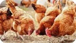 استقرار أسعار الدواجن في أسواق...