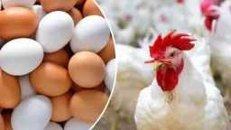 بشرى سارة من شعبة الدواجن...