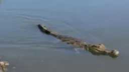 أخبار مصر والعالم